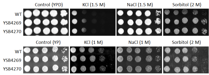 Osmotic stress phenotype for CNAG_05386T0
