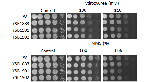 Genotoxic stress phenotype for CNAG_05439T0
