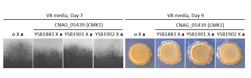 Growth phenotype for CNAG_05439T0