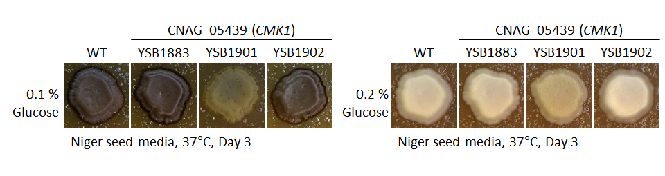 Melanin phenotype for CNAG_05439T0