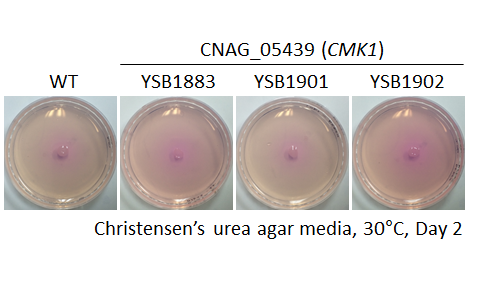 Urease phenotype for CNAG_05439T0
