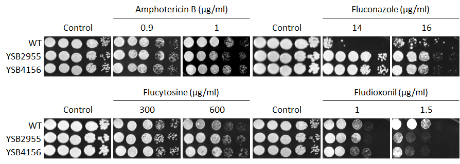 Antifungal drug susceptibility for CNAG_05558T0
