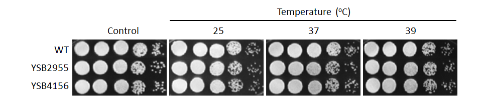 Growth phenotype for CNAG_05558T0