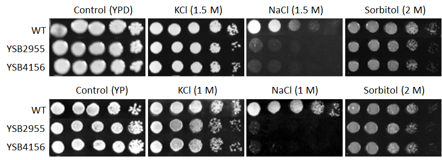 Osmotic stress phenotype for CNAG_05558T0