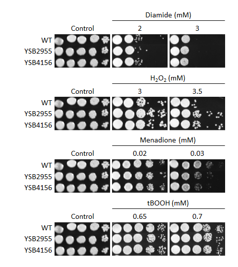 Oxidative stress phenotype for CNAG_05558T0