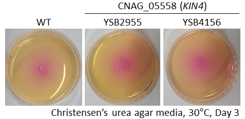 Urease phenotype for CNAG_05558T0