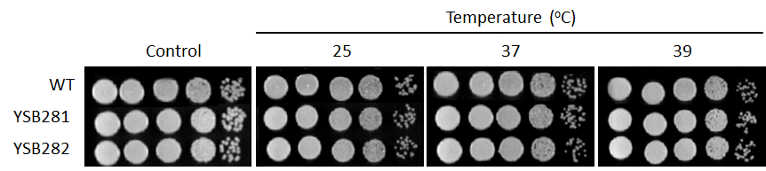 Growth phenotype for CNAG_05590T0
