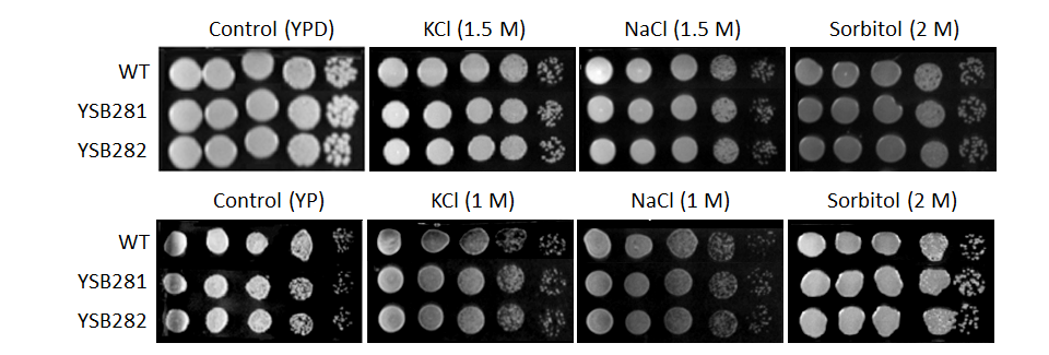 Osmotic stress phenotype for CNAG_05590T0