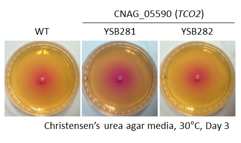 Urease phenotype for CNAG_05590T0