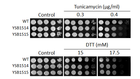 ER stress phenotype for CNAG_05600T0