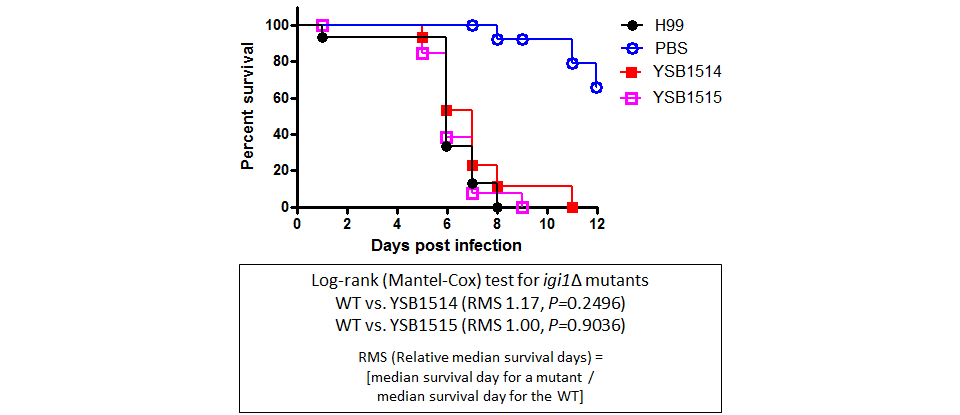 Galleria mellonella virulence data for CNAG_05600T0