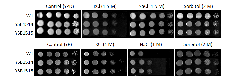 Osmotic stress phenotype for CNAG_05600T0