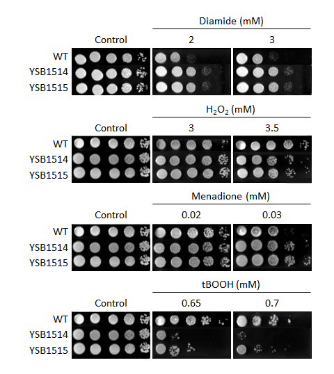 Oxidative stress phenotype for CNAG_05600T0