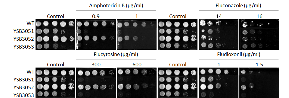 Antifungal drug susceptibility for CNAG_05694T0