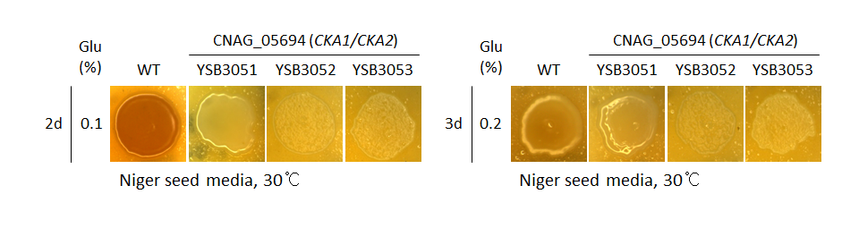 Melanin phenotype for CNAG_05694T0