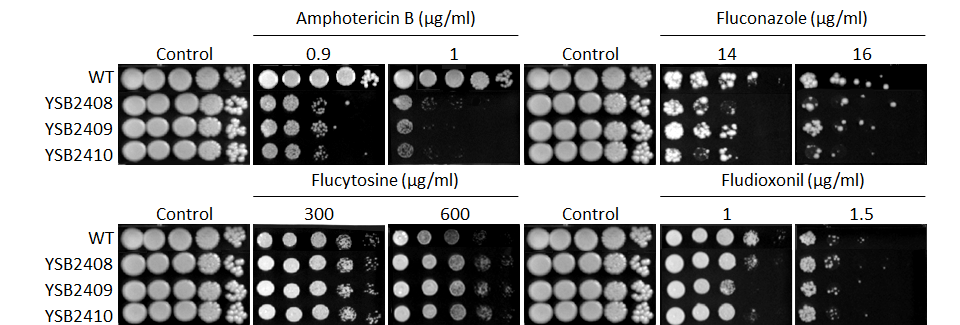 Antifungal drug susceptibility for CNAG_05753T1