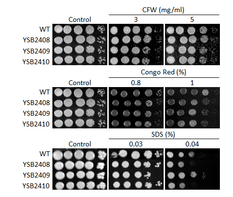 Cell wall stress phenotype for CNAG_05753T1
