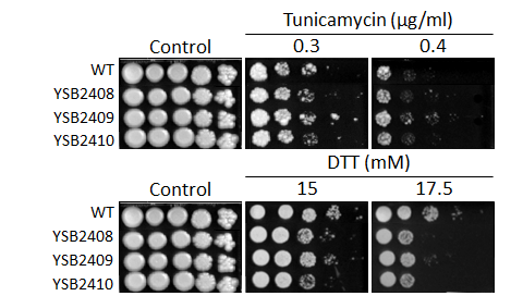 ER stress phenotype for CNAG_05753T1