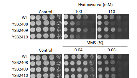 Genotoxic stress phenotype for CNAG_05753T1