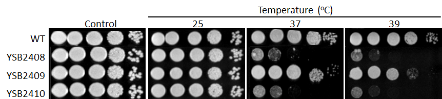Growth phenotype for CNAG_05753T1
