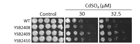 Heavy metal stress phenotype for CNAG_05753T1