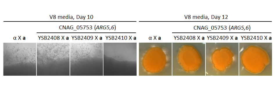Growth phenotype for CNAG_05753T1