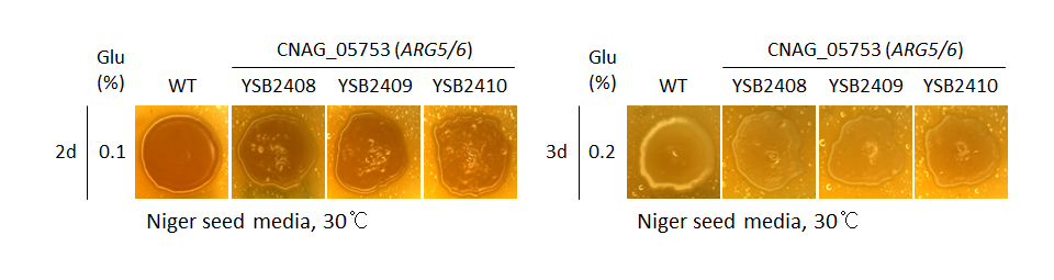 Melanin phenotype for CNAG_05753T1