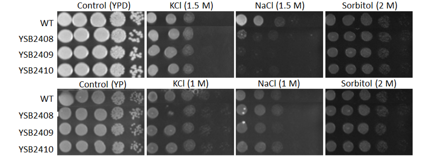 Osmotic stress phenotype for CNAG_05753T1