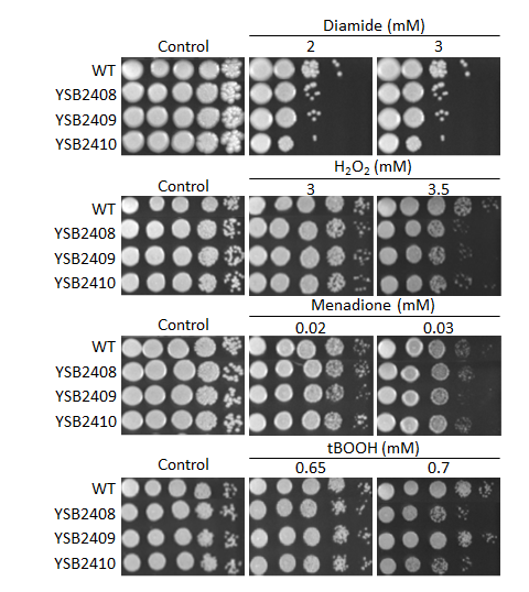 Oxidative stress phenotype for CNAG_05753T1