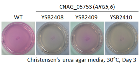 Urease phenotype for CNAG_05753T1
