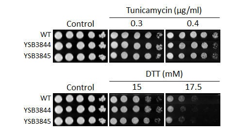 ER stress phenotype for CNAG_05771T0