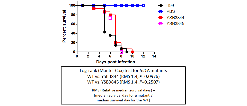Galleria mellonella virulence data for CNAG_05771T0