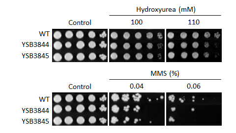 Genotoxic stress phenotype for CNAG_05771T0