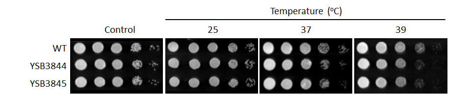 Growth phenotype for CNAG_05771T0