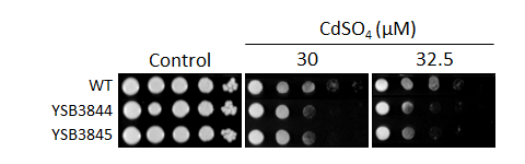 Heavy metal stress phenotype for CNAG_05771T0