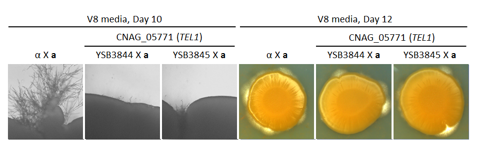 Growth phenotype for CNAG_05771T0