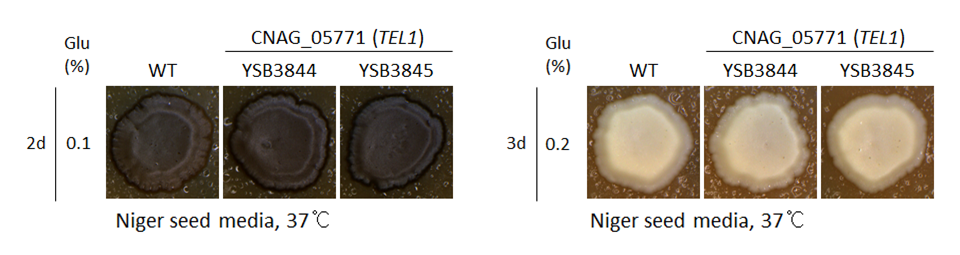 Melanin phenotype for CNAG_05771T0