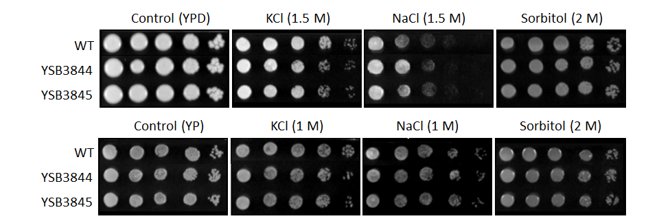 Osmotic stress phenotype for CNAG_05771T0