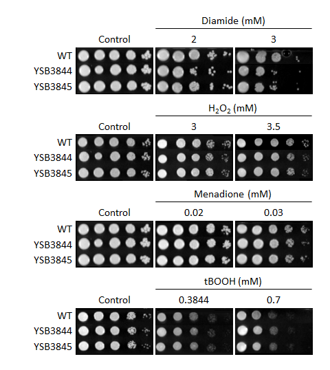 Oxidative stress phenotype for CNAG_05771T0