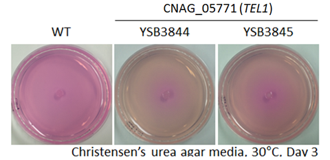 Urease phenotype for CNAG_05771T0