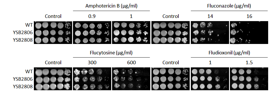 Antifungal drug susceptibility for CNAG_05965T0