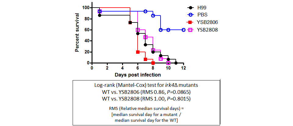 Galleria mellonella virulence data for CNAG_05965T0