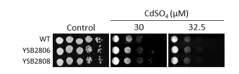 Heavy metal stress phenotype for CNAG_05965T0