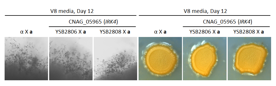 Growth phenotype for CNAG_05965T0
