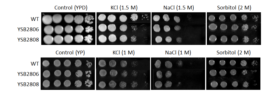 Osmotic stress phenotype for CNAG_05965T0