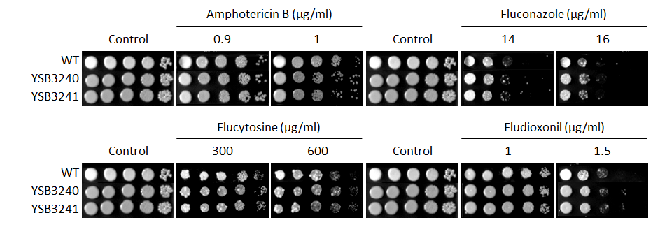 Antifungal drug susceptibility for CNAG_06033T0