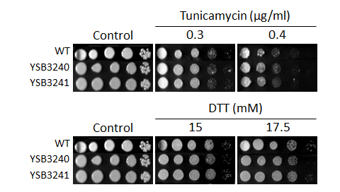 ER stress phenotype for CNAG_06033T0