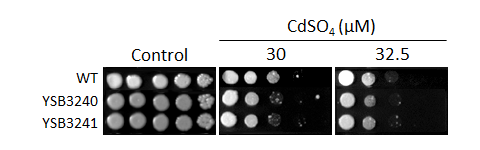 Heavy metal stress phenotype for CNAG_06033T0