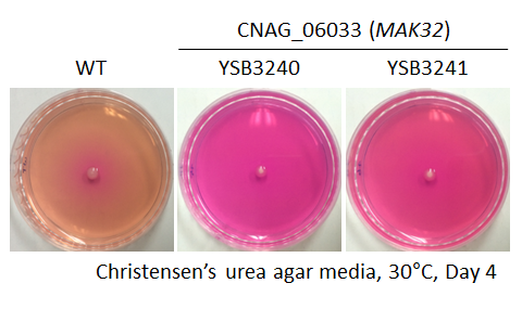 Urease phenotype for CNAG_06033T0