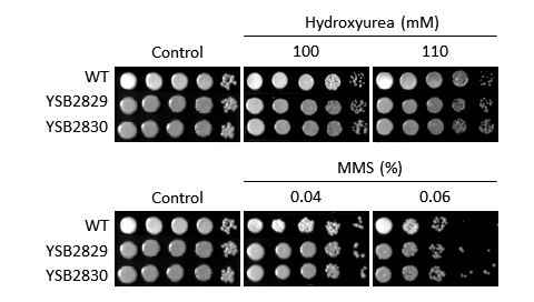 Genotoxic stress phenotype for CNAG_06051T0
